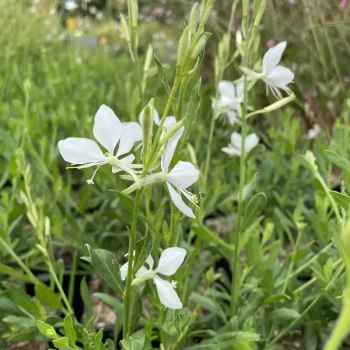 GAURA lindheimeri Snowbird