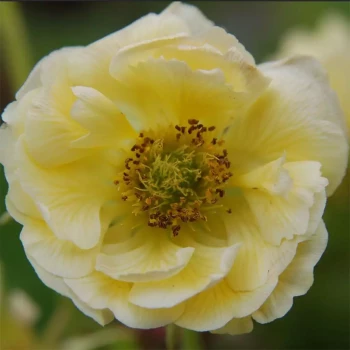 GEUM coccineum Borisii