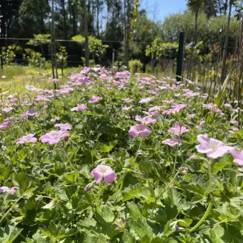 GERANIUM x Dreamland