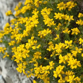 GENISTA hispanica