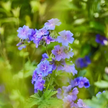 GERANIUM ibericum Vital