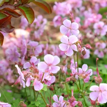 GERANIUM x Mary Anne