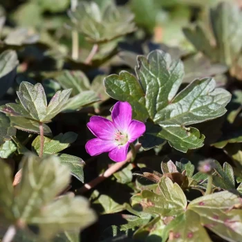 GERANIUM x oxonianum Orkney Cherry