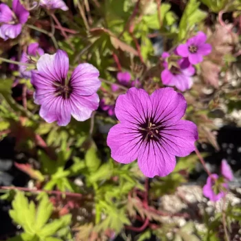 GERANIUM x Patricia