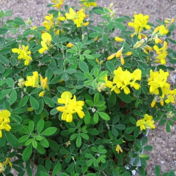 GENISTA x Porlock
