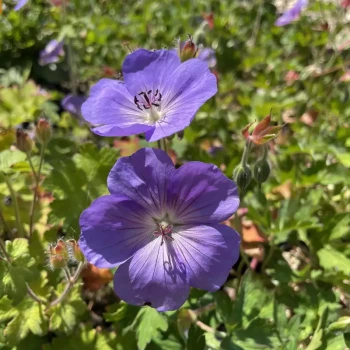 GERANIUM x Rozanne
