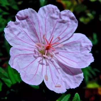 GERANIUM sanguineum Max Frei