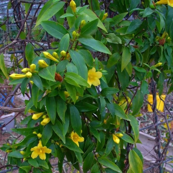 GELSEMIUM sempervirens