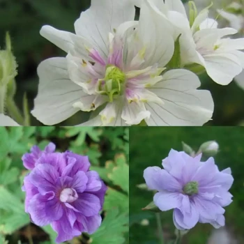 PELARGONIUM x Zonal Variés