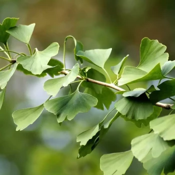 GINKGO biloba André Briant