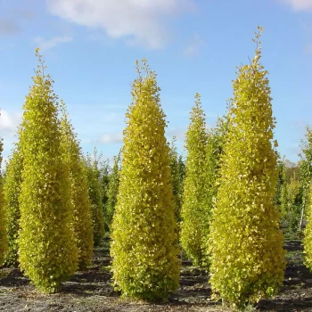 GINKGO biloba Blagon