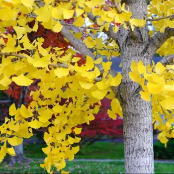 GINKGO biloba Princeton Sentry
