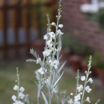 GOMPHOSTIGMA virgatum White Candy