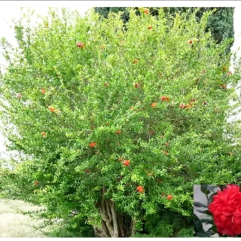 PUNICA granatum Fina Tendral