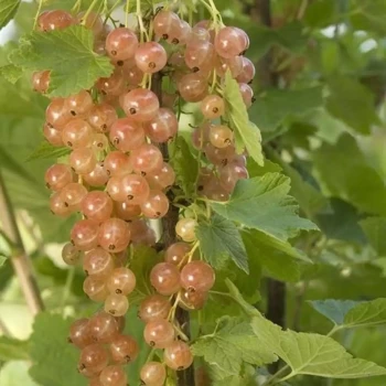 RIBES rubrum Gloire des Sablons