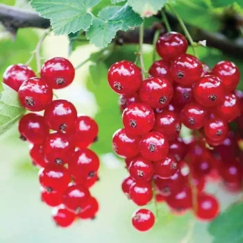 RIBES rubrum Jonkheer van Tets