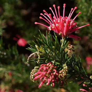 GREVILLEA juniperina Canberra Gem
