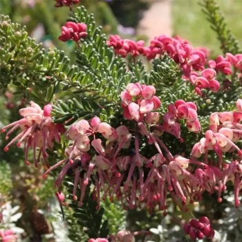 GREVILLEA lanigera Mount Tambouritha