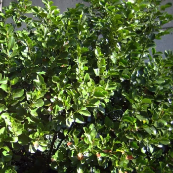 GRISELINIA littoralis Emerald Green