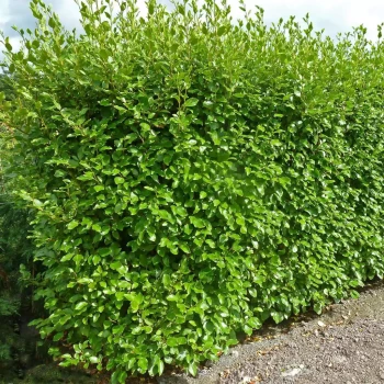 GRISELINIA littoralis Green Horizon