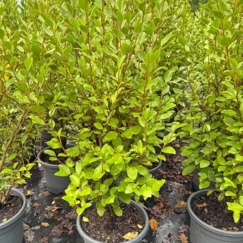 GRISELINIA littoralis