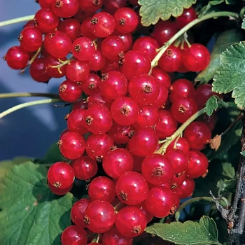 RIBES rubrum London Market