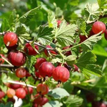RIBES uva-crispa A MAQUEREAU Worcesterberry