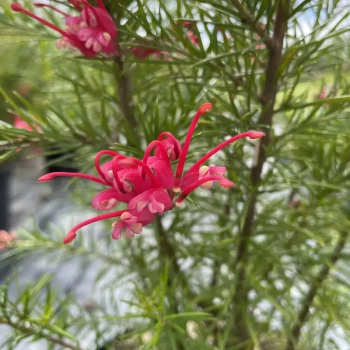 GREVILLEA x semperflorens