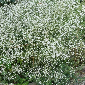GYPSOPHILA paniculata Bristol Fairy