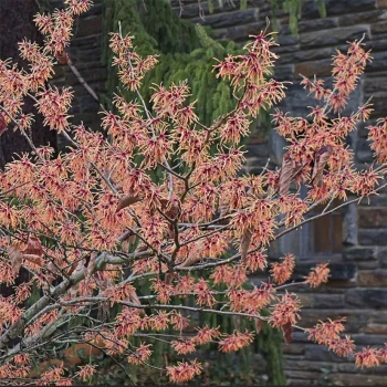 HAMAMELIS x intermedia Feuerzauber