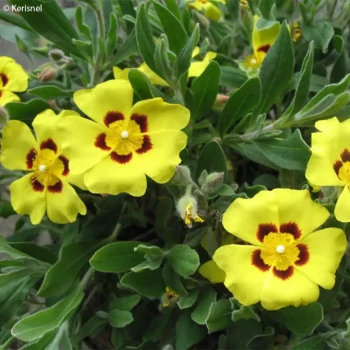HALIMIUM lasianthum