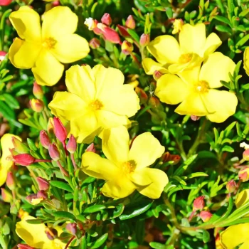 HALIMIUM libanotis