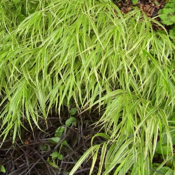 HAKONECHLOA macra Aureola