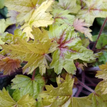 HEUCHERELLA x Alabama Sunrise