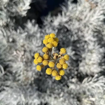 HELICHRYSUM apiculatum Korma Proma