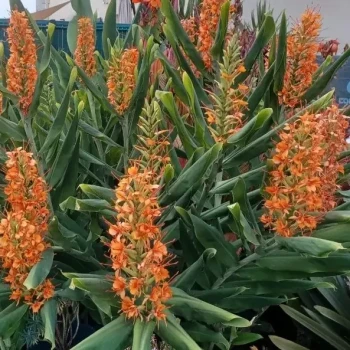 HEDYCHIUM aurantiacum