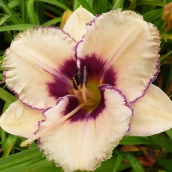 HEMEROCALLIS citrina