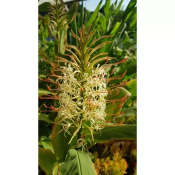 HEDYCHIUM coccineum aurantiacum Blanc