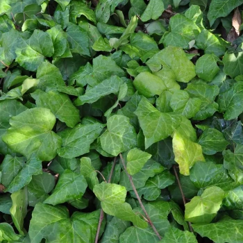 HEDERA colchica
