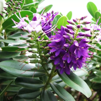 HEBE elliptica x speciosa Blue Gem