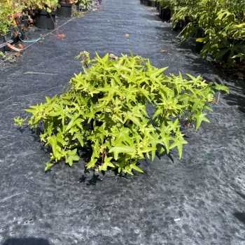 HEDERA helix Asterisk
