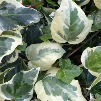 HEDERA helix Gloire de Marengot