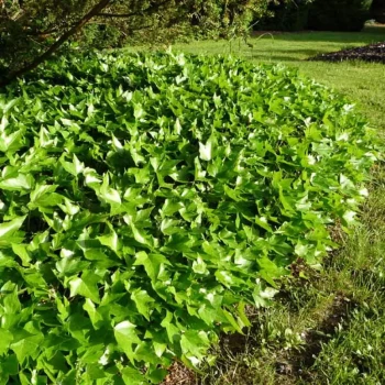HEDERA helix Green Ripple