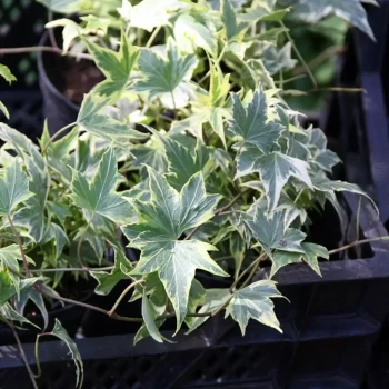 HEDERA helix Yellow Ripple