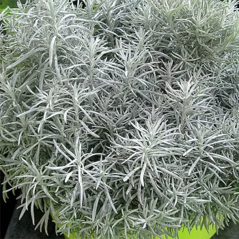 HELICHRYSUM italicum Weisses Wunder