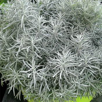 HELICHRYSUM italicum