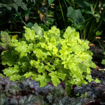 HEUCHERA x Lime Marmalade