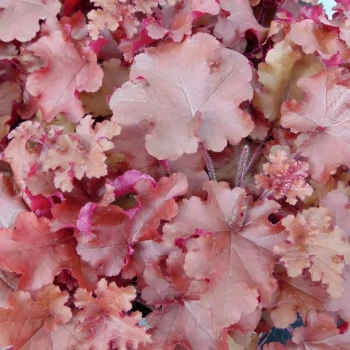 HEUCHERA x micrantha Marmelade