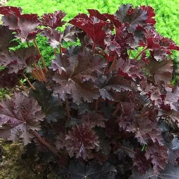HEUCHERA micrantha var. Diversifolia Palace Purple