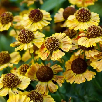 HELENIUM x Moerheim Beauty